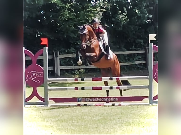 Oldenburger Springpaard Hengst 9 Jaar 166 cm Bruin in Kalletal