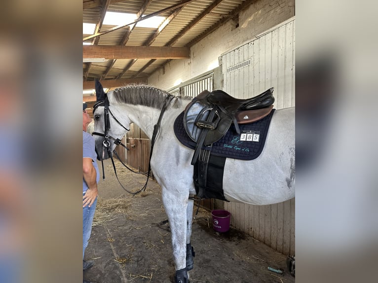 Oldenburger Springpaard Hengst 9 Jaar 175 cm Zwartschimmel in Monheim am Rhein Baumberg