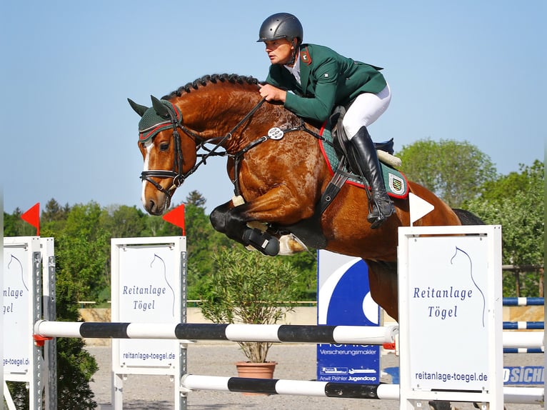 Oldenburger Springpaard Hengst Bruin in Moritzburg