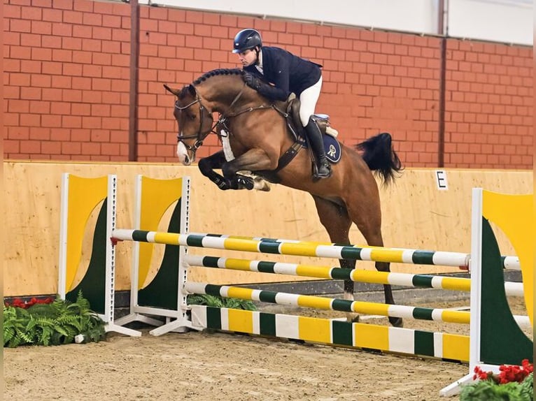 Oldenburger Springpaard Hengst Bruin in Moritzburg