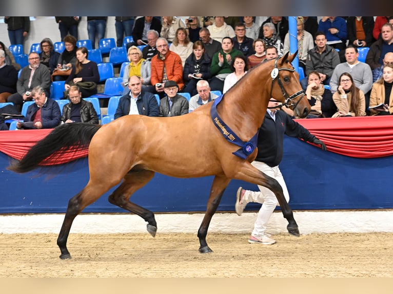 Oldenburger Springpaard Hengst Bruin in Ankum