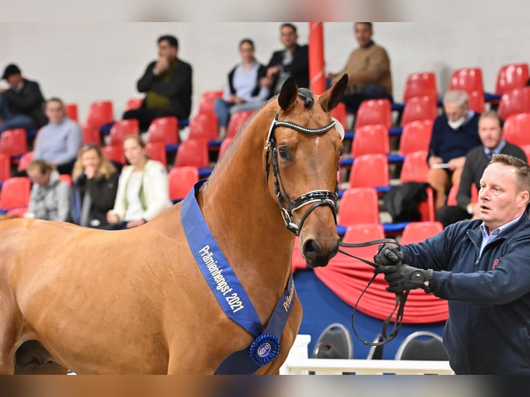 Oldenburger Springpaard Hengst Bruin in Ankum