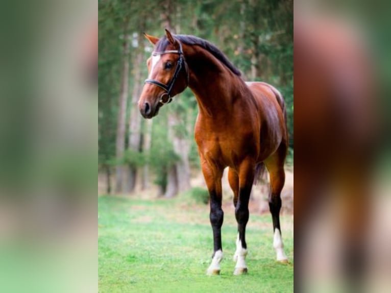 Oldenburger Springpaard Hengst Bruin in Celle