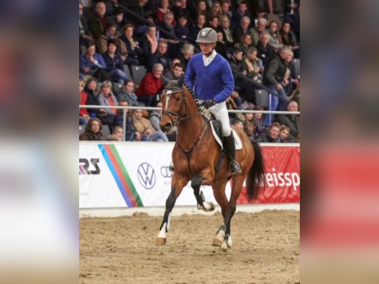 Oldenburger Springpaard Hengst Bruin in Celle