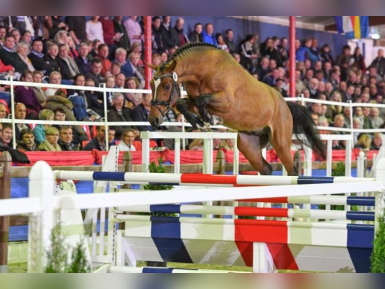 Oldenburger Springpaard Hengst Bruin in Celle