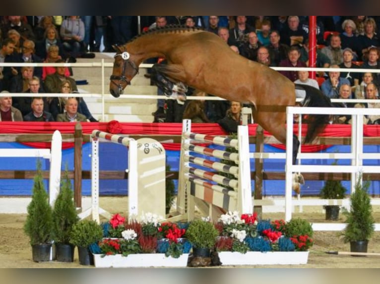 Oldenburger Springpaard Hengst Bruin in Celle