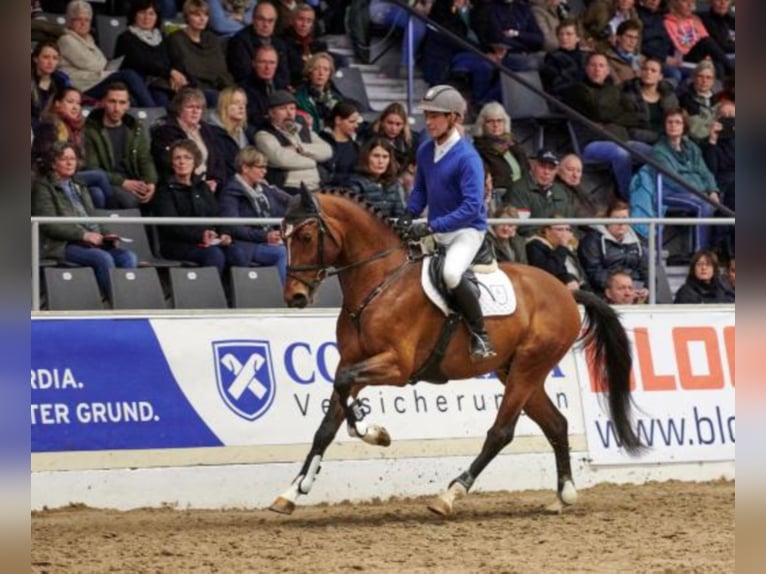 Oldenburger Springpaard Hengst Bruin in Celle