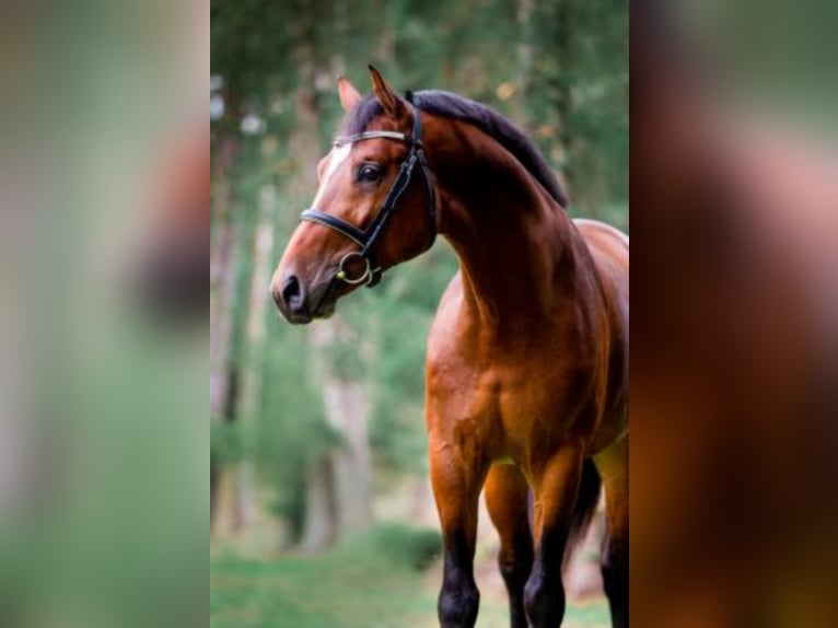 Oldenburger Springpaard Hengst Bruin in Celle