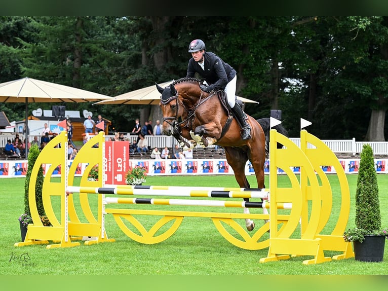 Oldenburger Springpaard Hengst Bruin in LemwerderLemwerder