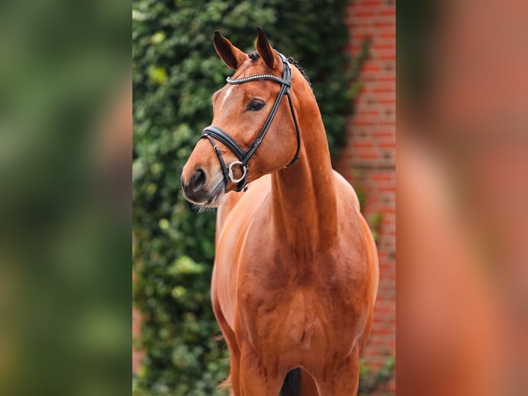 Oldenburger Springpaard Hengst Bruin in LemwerderLemwerder