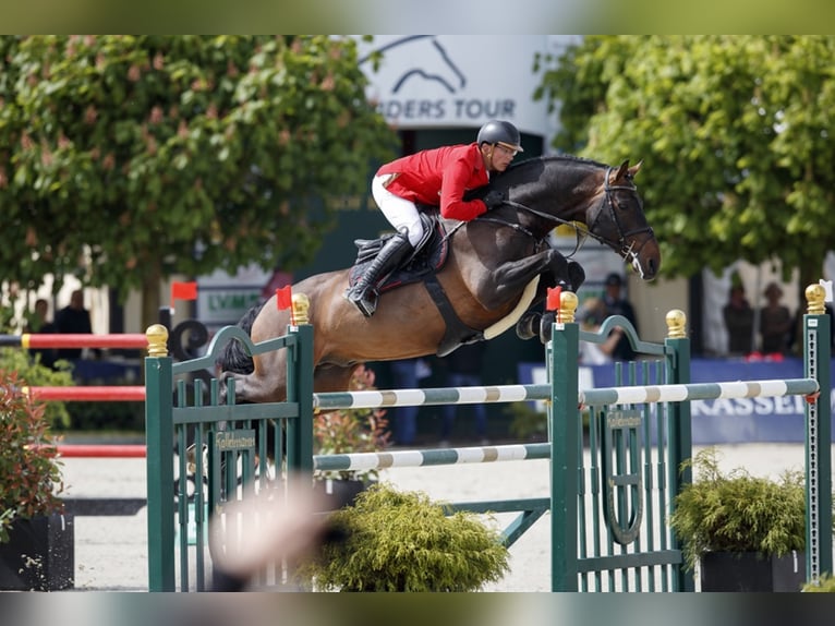 Oldenburger Springpaard Hengst Bruin in Löningen