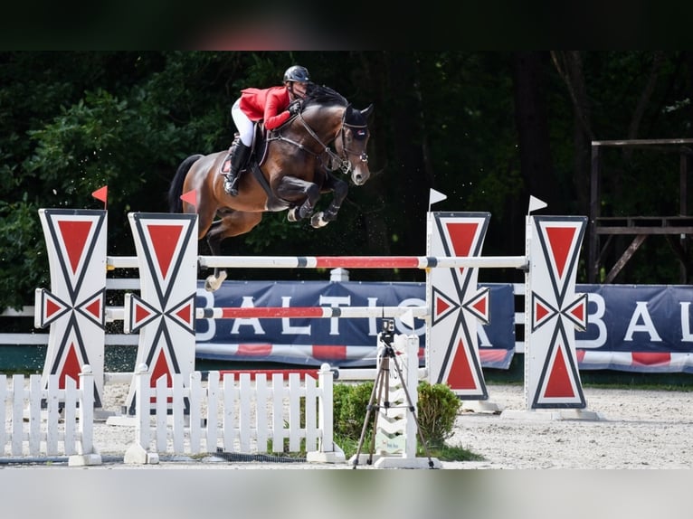 Oldenburger Springpaard Hengst Bruin in Löningen