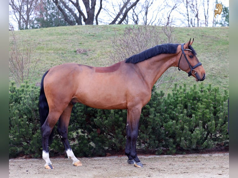 Oldenburger Springpaard Hengst Bruin in Werder