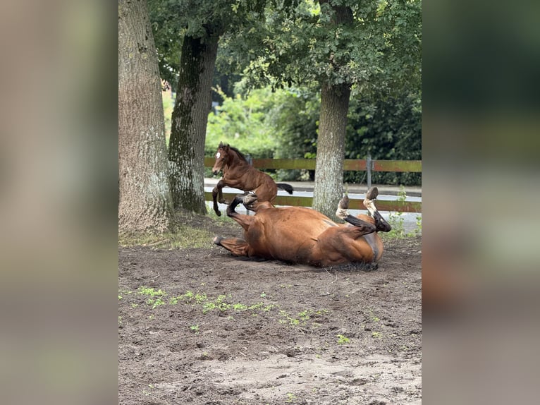 Oldenburger Springpaard Hengst Veulen (05/2025) 115 cm Bruin in Kluse