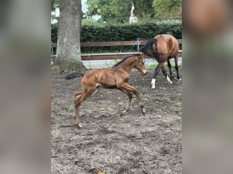 Oldenburger Springpaard Hengst Veulen (05/2025) 115 cm Bruin in Kluse