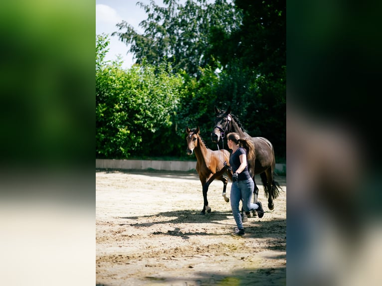 Oldenburger Springpaard Hengst Veulen (02/2026) 134 cm Bruin in Ratingen