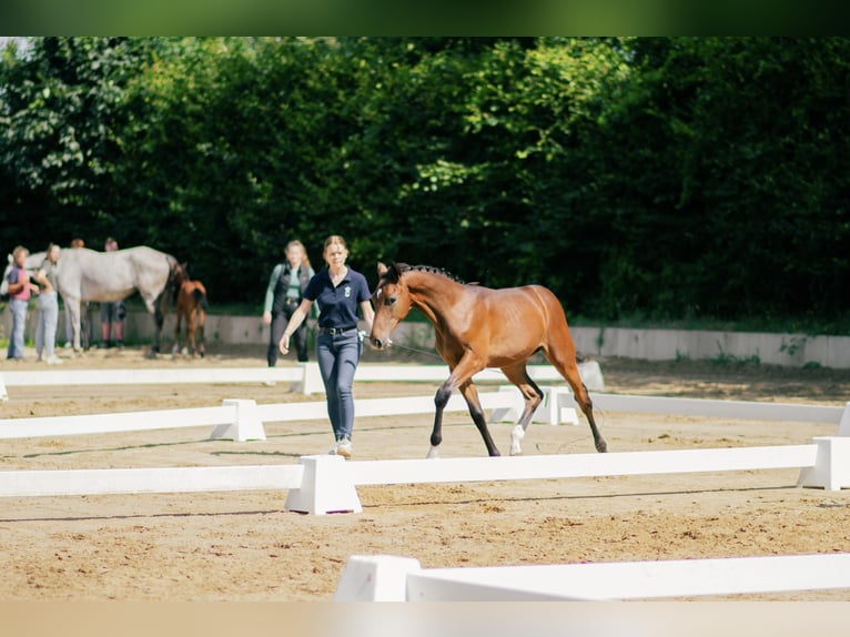 Oldenburger Springpaard Hengst Veulen (02/2026) 134 cm Bruin in Ratingen
