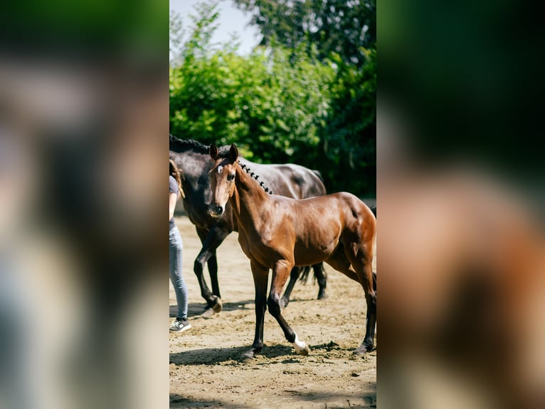 Oldenburger Springpaard Hengst Veulen (02/2026) 134 cm Bruin in Ratingen