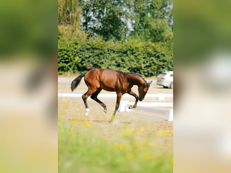 Oldenburger Springpaard Hengst Veulen (02/2026) 134 cm Bruin in Ratingen