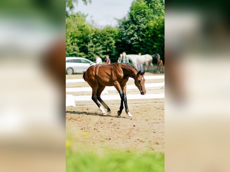 Oldenburger Springpaard Hengst Veulen (02/2026) 134 cm Bruin in Ratingen