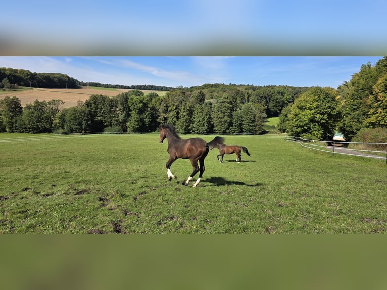 Oldenburger Springpaard Hengst Veulen (06/2025) 135 cm Donkerbruin in Ludwigshafen am Rhein