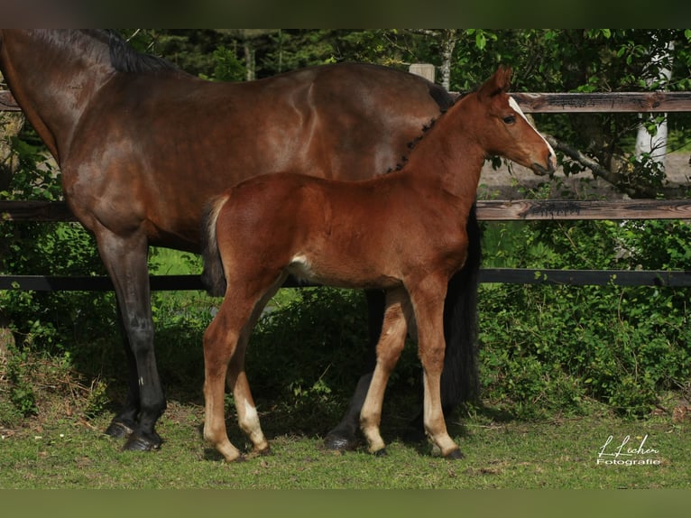 Oldenburger Springpaard Hengst Veulen (04/2026) 168 cm Bruin in WardenburgWardenburg