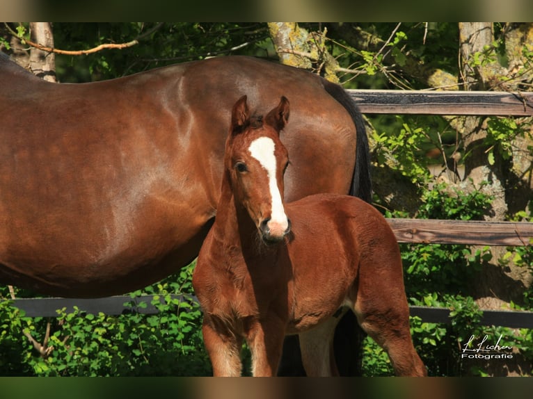 Oldenburger Springpaard Hengst Veulen (04/2026) 168 cm Bruin in WardenburgWardenburg