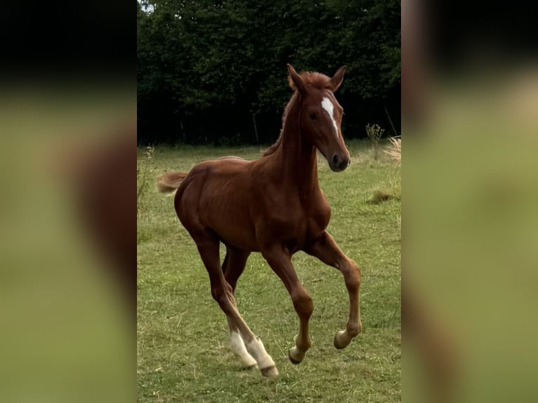 Oldenburger Springpaard Hengst veulen (05/2024) 168 cm Vos in Wiesloch