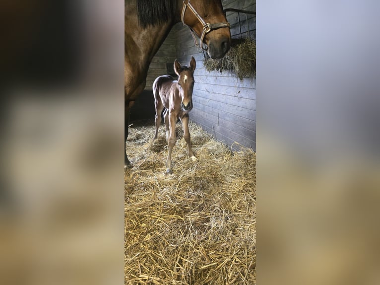 Oldenburger Springpaard Hengst  169 cm Bruin in L&#x119;bork