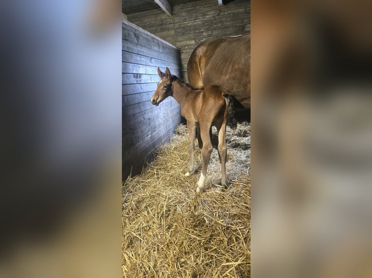 Oldenburger Springpaard Hengst  169 cm Bruin in L&#x119;bork