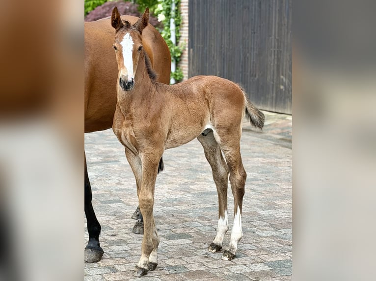 Oldenburger Springpaard Hengst Veulen (05/2026) 170 cm Bruin in Berne