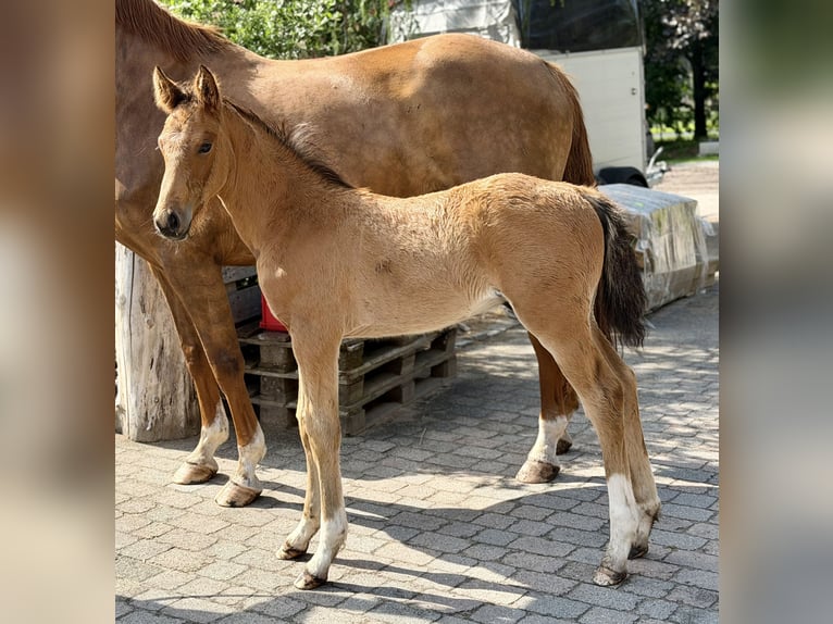 Oldenburger Springpaard Hengst Veulen (04/2026) 170 cm Bruin in Berne