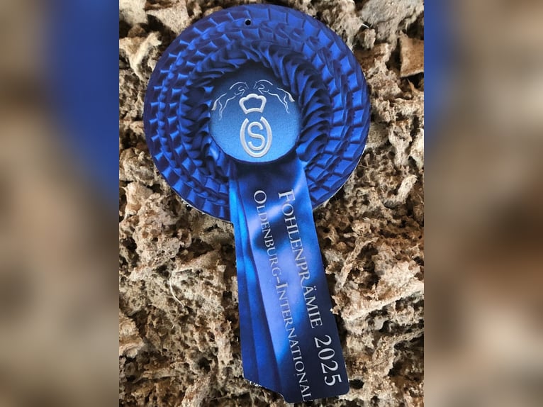Oldenburger Springpaard Hengst  170 cm Bruin in Hesel