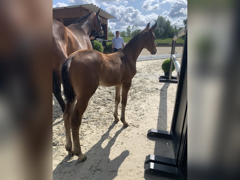 Oldenburger Springpaard Hengst  170 cm Bruin in Letschin