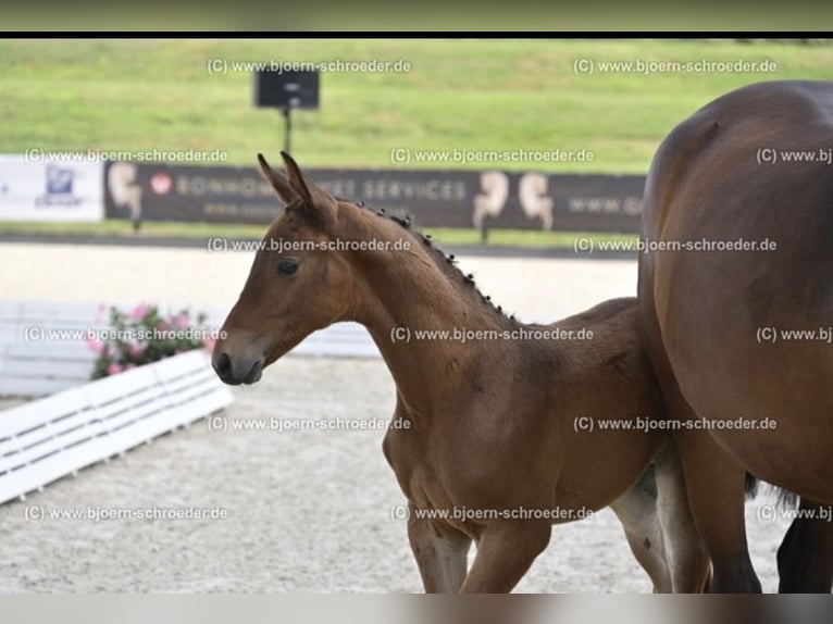 Oldenburger Springpaard Hengst  170 cm Bruin in Letschin
