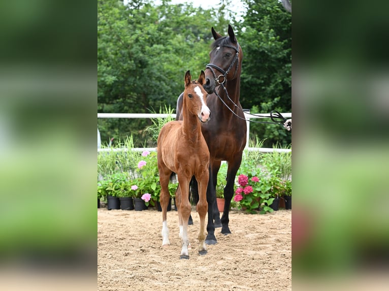 Oldenburger Springpaard Hengst Veulen (05/2026) 170 cm Bruin in Mücke
