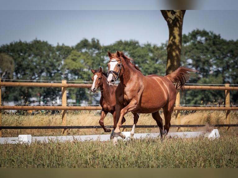 Oldenburger Springpaard Hengst Veulen (04/2026) 170 cm Bruin in Holdorf