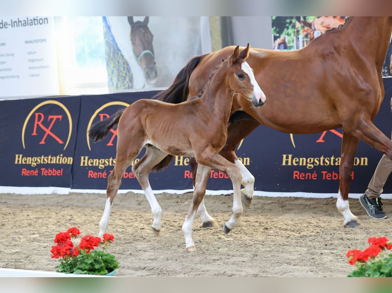 Oldenburger Springpaard Hengst Veulen (04/2026) 170 cm Bruin in Nottuln
