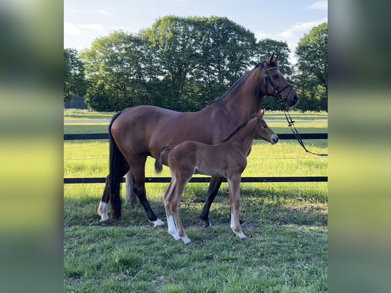 Oldenburger Springpaard Hengst  170 cm Bruin in Werlte