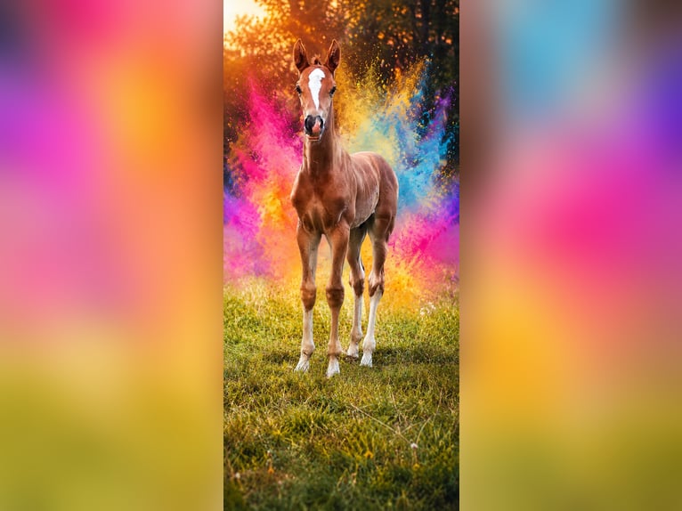 Oldenburger Springpaard Hengst Veulen (06/2026) 170 cm Donkere-vos in Bockau