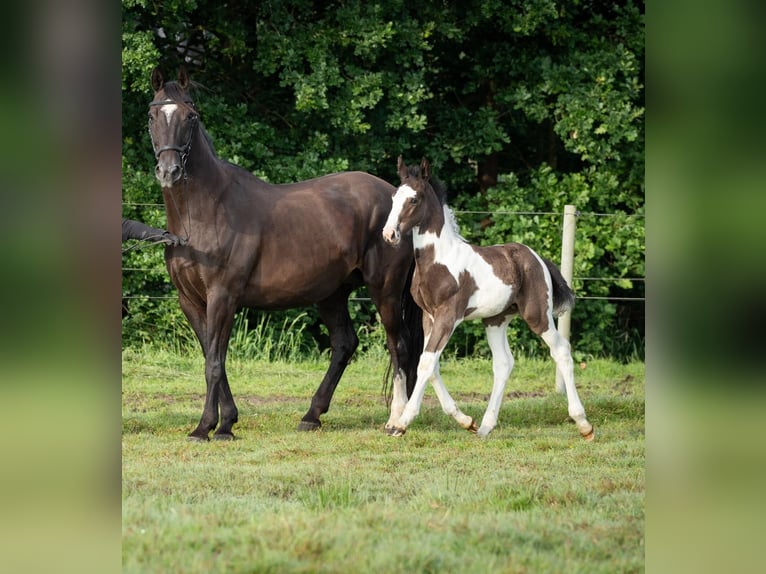 Oldenburger Springpaard Hengst veulen (05/2024) 170 cm Gevlekt-paard in Brake