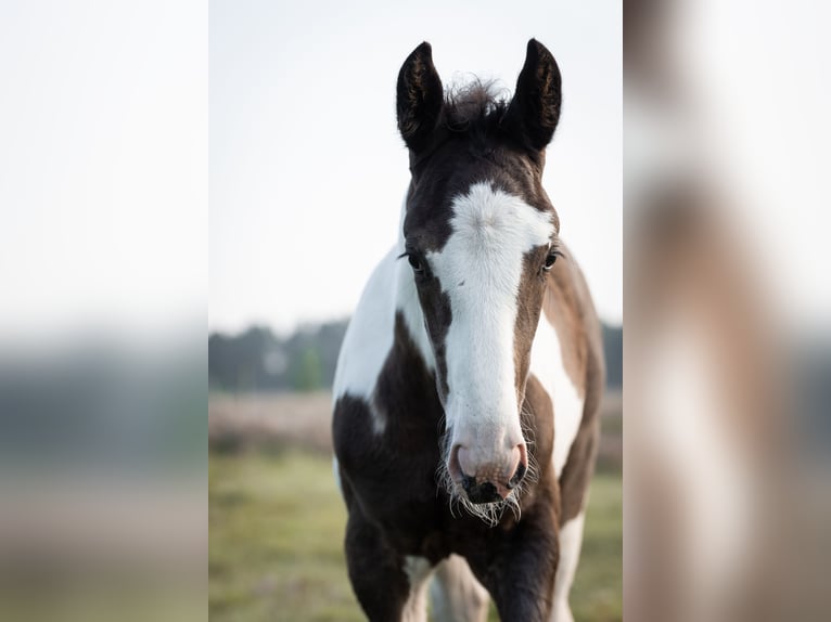 Oldenburger Springpaard Hengst veulen (05/2024) 170 cm Gevlekt-paard in Brake