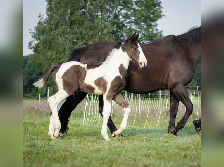 Oldenburger Springpaard Hengst veulen (05/2024) 170 cm Gevlekt-paard in Brake