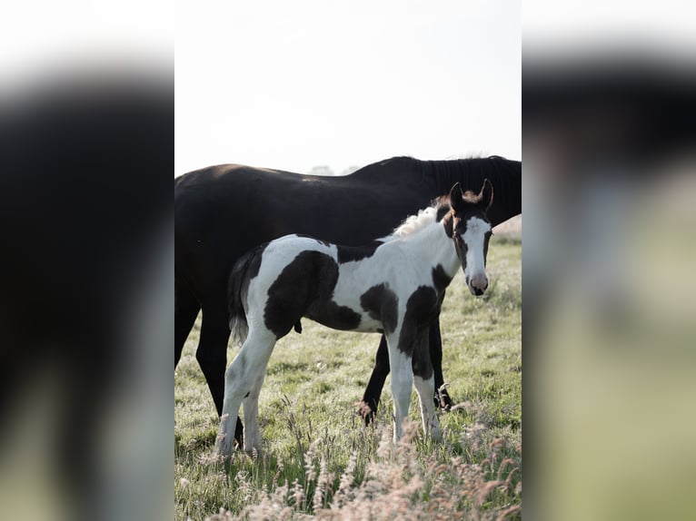 Oldenburger Springpaard Hengst veulen (05/2024) 170 cm Gevlekt-paard in Brake