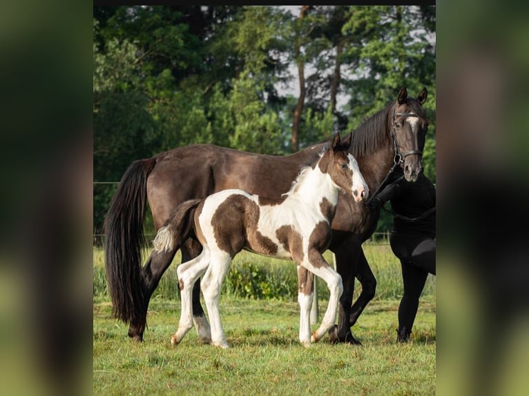 Oldenburger Springpaard Hengst veulen (05/2024) 170 cm Gevlekt-paard in Brake