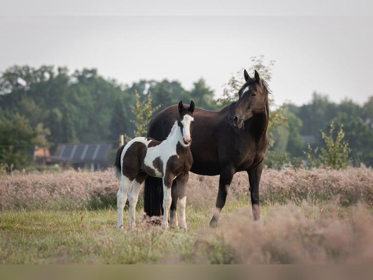 Oldenburger Springpaard Hengst veulen (05/2024) 170 cm Gevlekt-paard in Brake