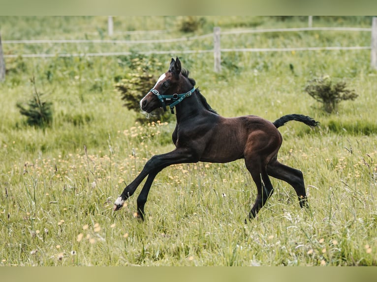 Oldenburger Springpaard Hengst veulen (05/2024) 170 cm kan schimmel zijn in Birkenbeul