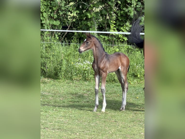 Oldenburger Springpaard Hengst Veulen (05/2026) 170 cm  in Hanerau-Hademarschen