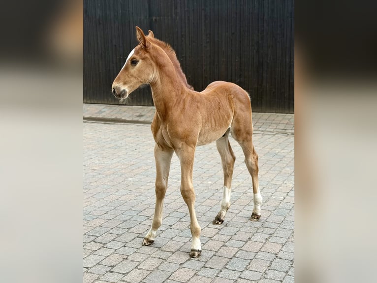 Oldenburger Springpaard Hengst Veulen (05/2026) 170 cm Vos in Berne