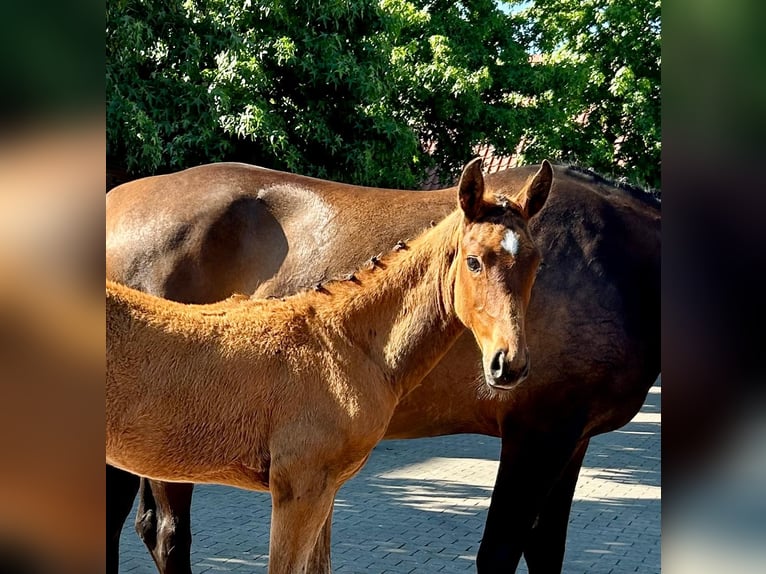 Oldenburger Springpaard Hengst  172 cm Bruin in Ovelg&#xF6;nne